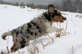 BERGER AUSTRALIEN PUPPIES 479